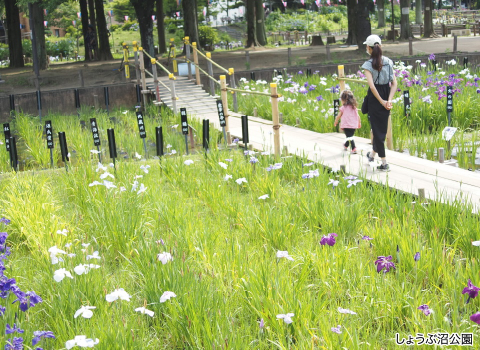 しょうぶ沼公園