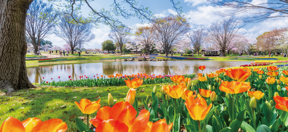 昭和記念公園イメージ