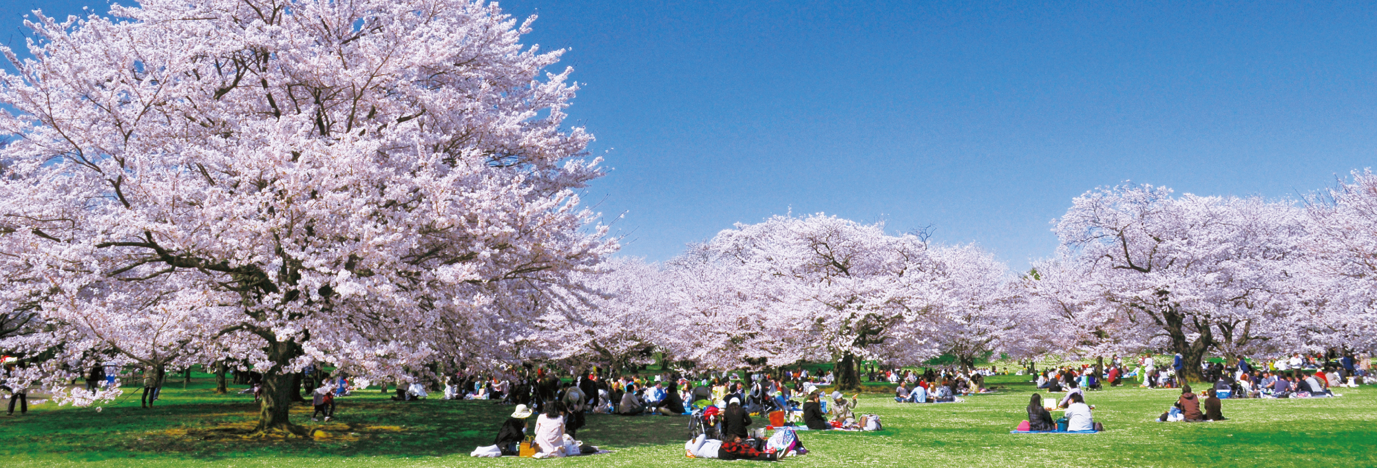 昭和記念公園イメージ画像