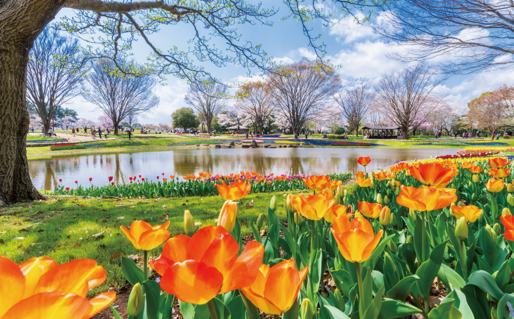 公園内の花イメージ写真