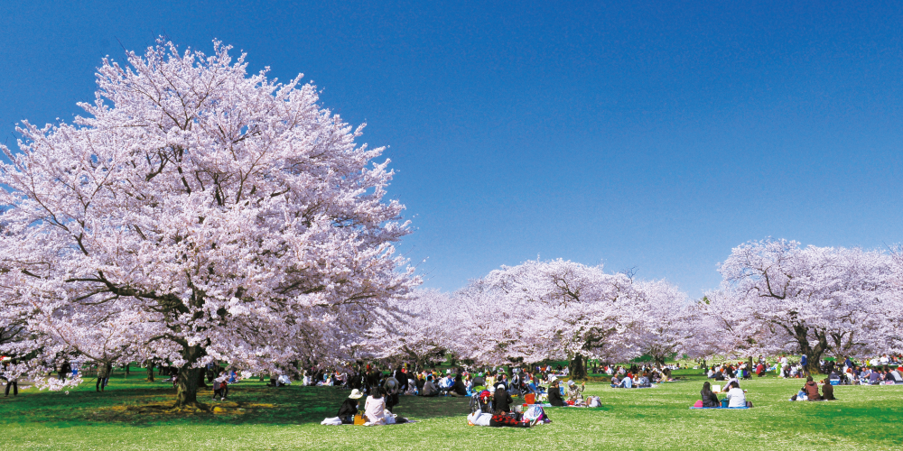 立川昭和記念公園の桜